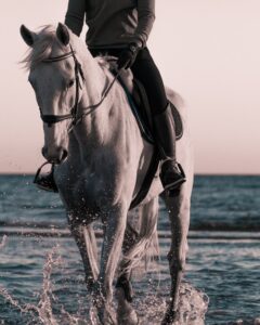 Bilden visar en ryttare med en häst som har tyglar. Tyglarna är en viktig del i kommunikationen mellan ryttare och häst.